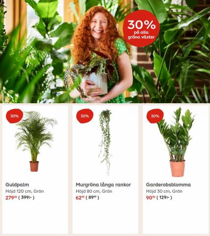 Plantagen-katalog | Gröna växter | 2022-09-06 - 2022-10-08