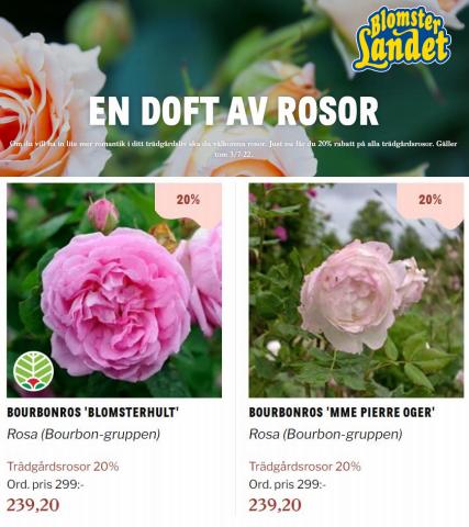 Erbjudanden av Bygg och Trädgård i Stockholm | Blomsterlandet Erbjudande En doft av rosor de Blomsterlandet | 2022-06-27 - 2022-07-03