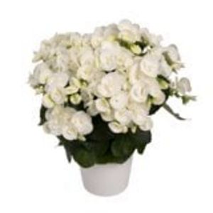 Begonia 'White Netja' för 59,9 kr på Blomsterlandet