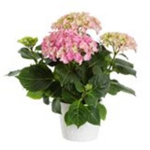Hortensia, rosa för 129 kr på Blomsterlandet